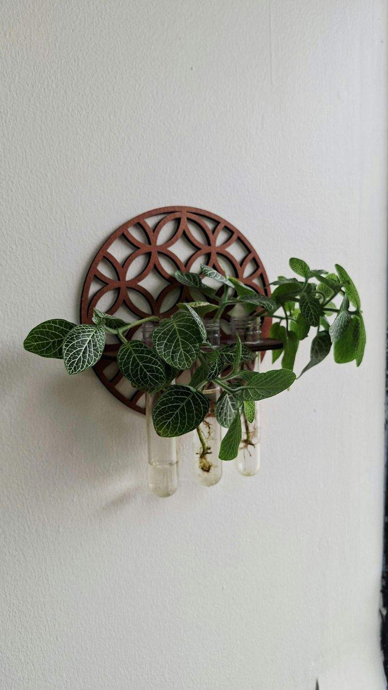 Die richtige Pflege für Zimmerpflanzen im Winter