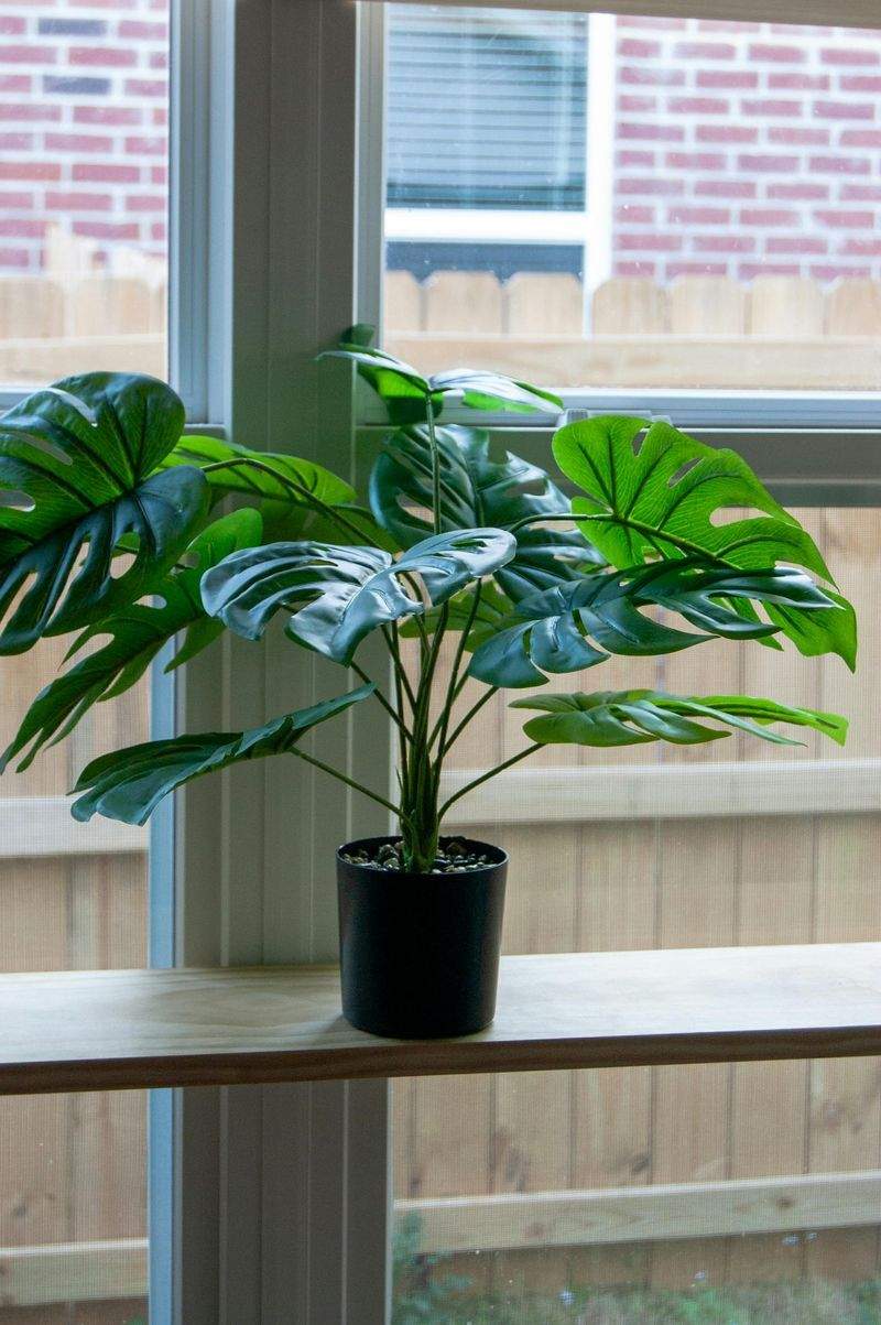 Grünes Paradies Pflanzenstudio - Image 3